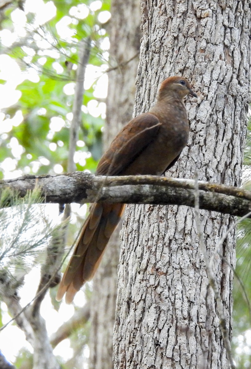 Phasianelle brune - ML645293025