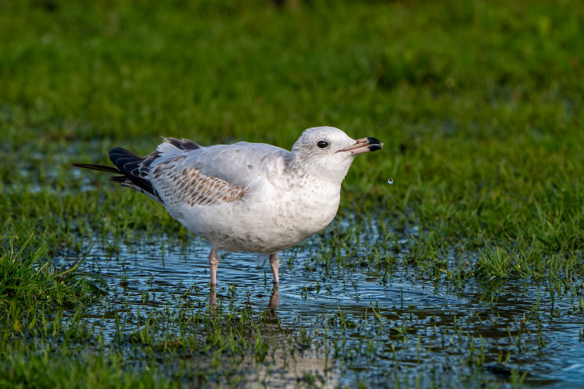 Ring-billed Gull - ML645293029