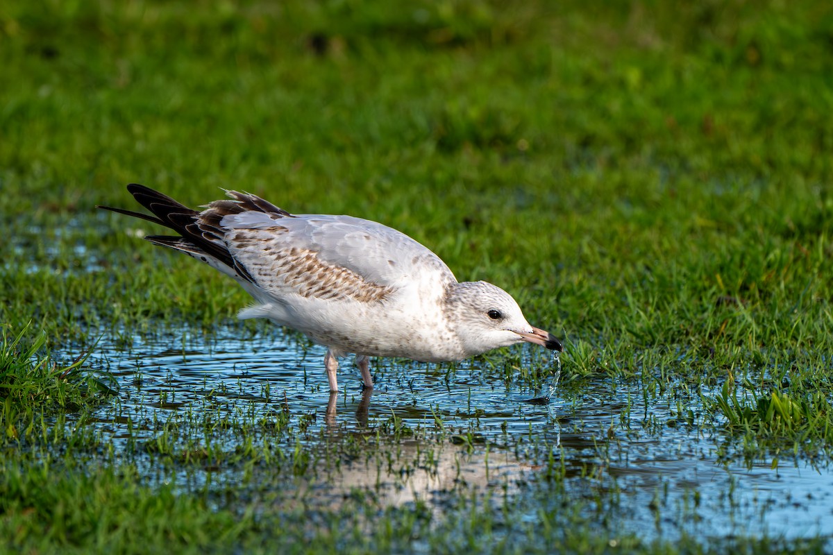 Ring-billed Gull - ML645293030
