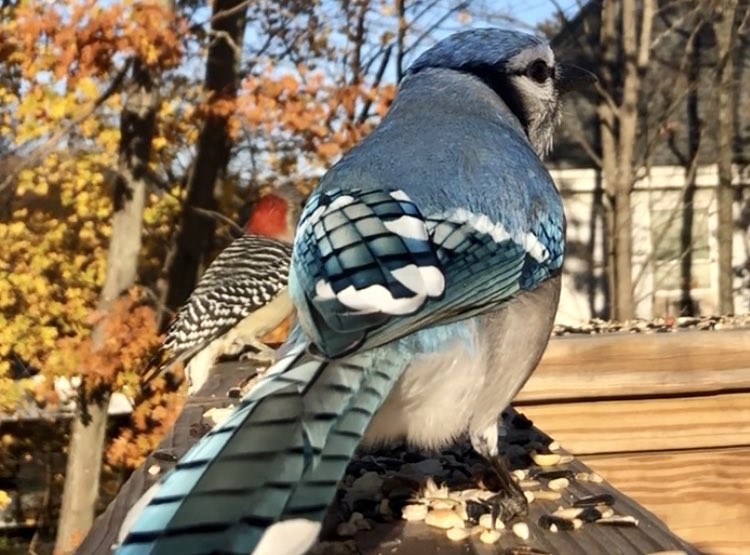 Blue Jay - ML645293031