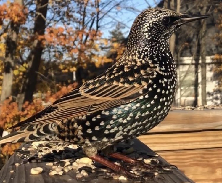 European Starling - ML645293034