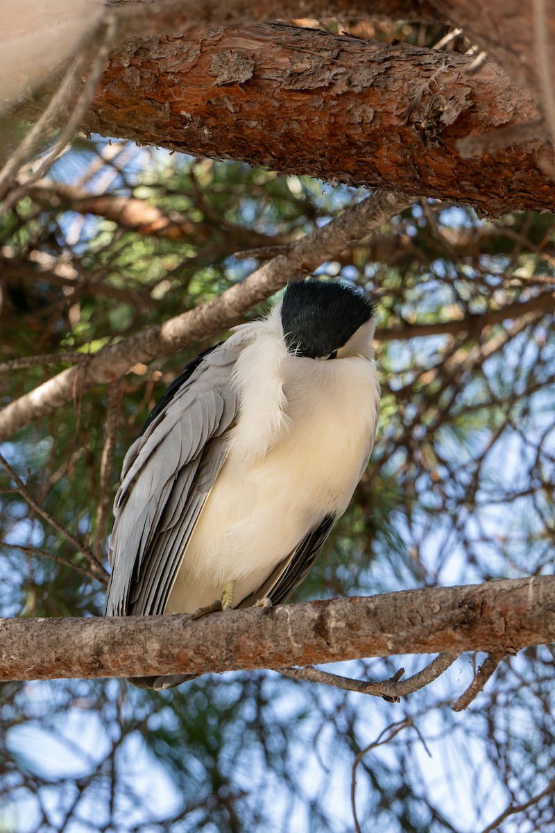 Black-crowned Night Heron - ML645293038