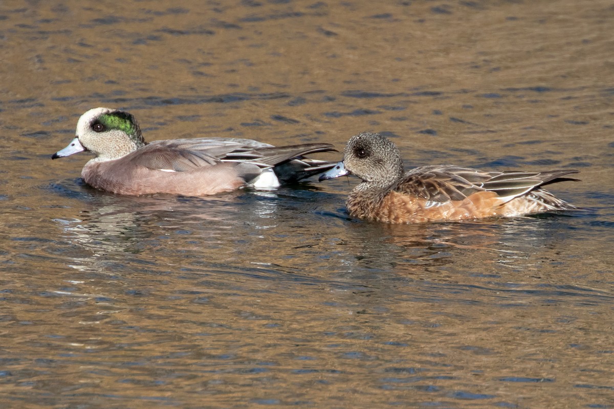 American Wigeon - ML645293050