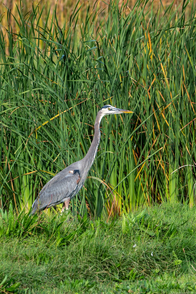 Great Blue Heron - ML645293053
