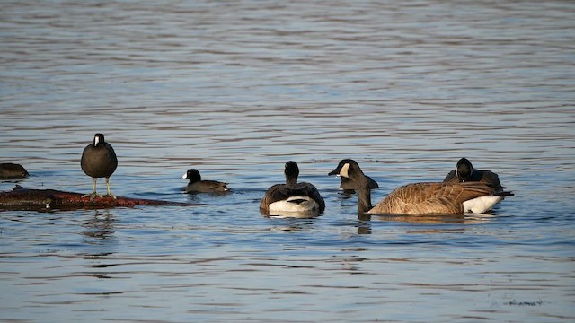 American Coot - ML645293056