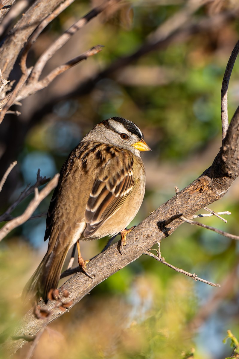 White-crowned Sparrow - ML645293062