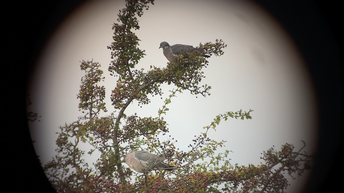 ringdue - ML645293064