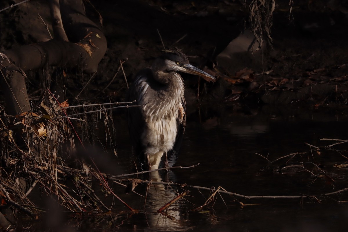 herodiashegre - ML645293065