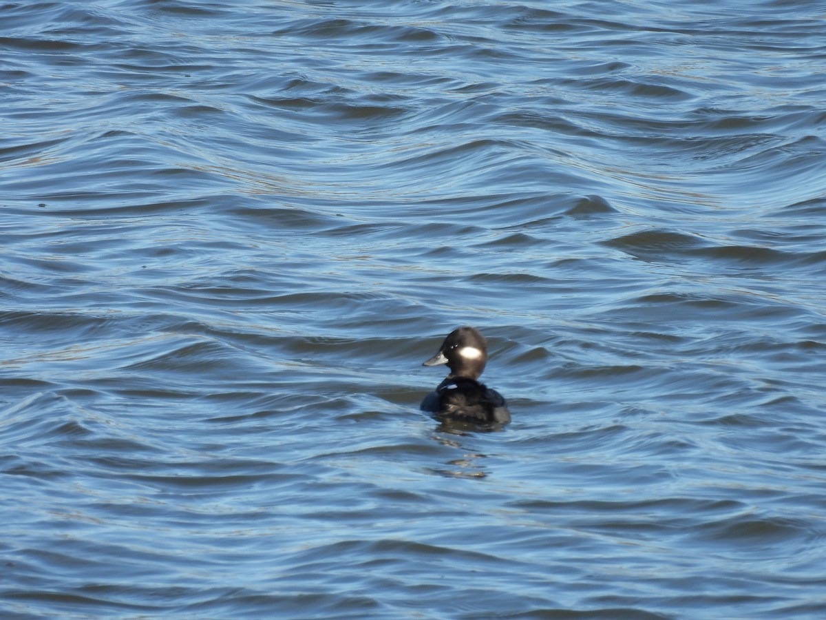 bøffeland - ML645293067