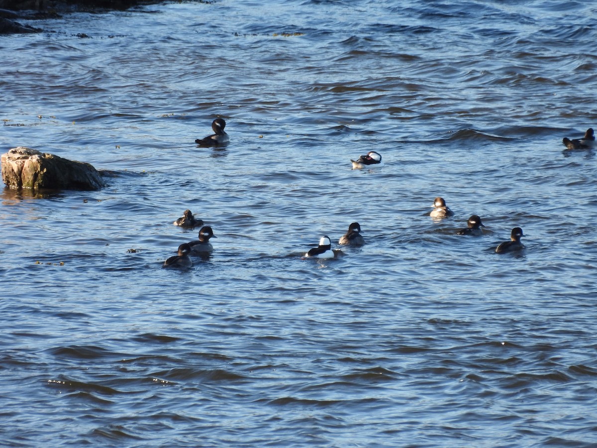 bøffeland - ML645293068