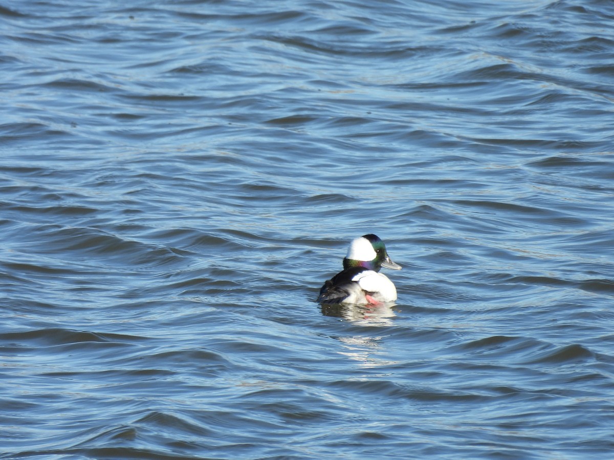 bøffeland - ML645293069