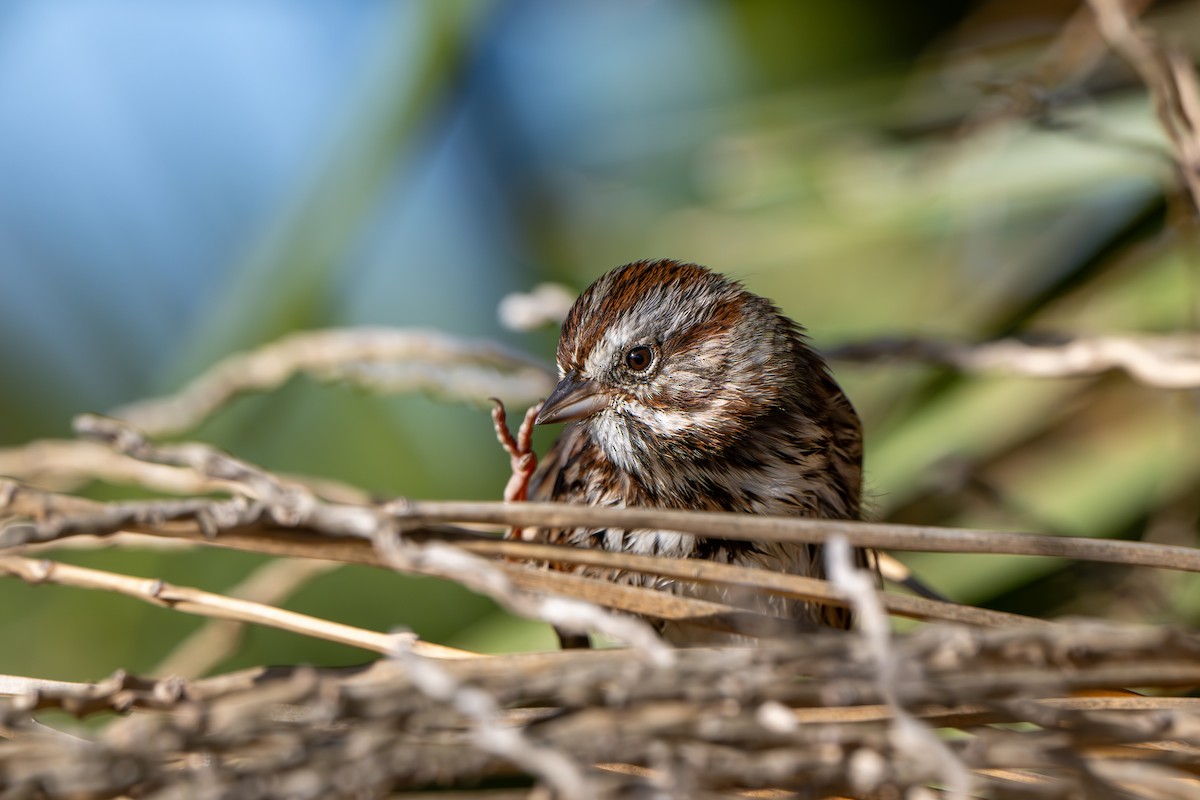 sangspurv - ML645293071