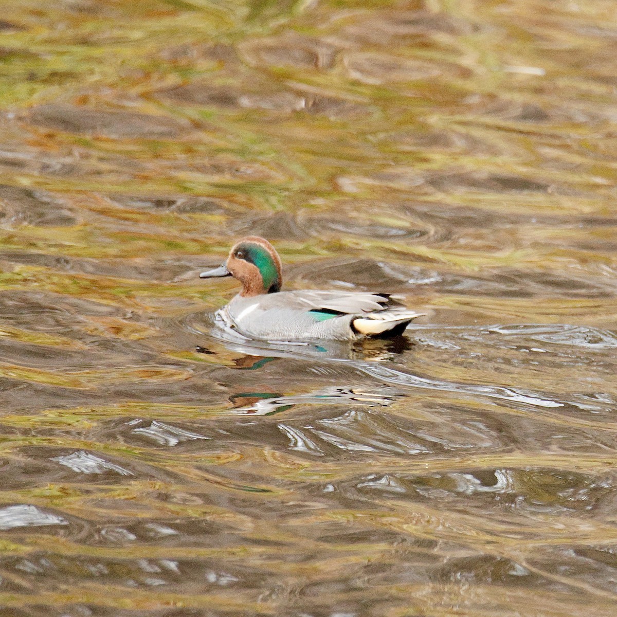 krikkand - ML645293072