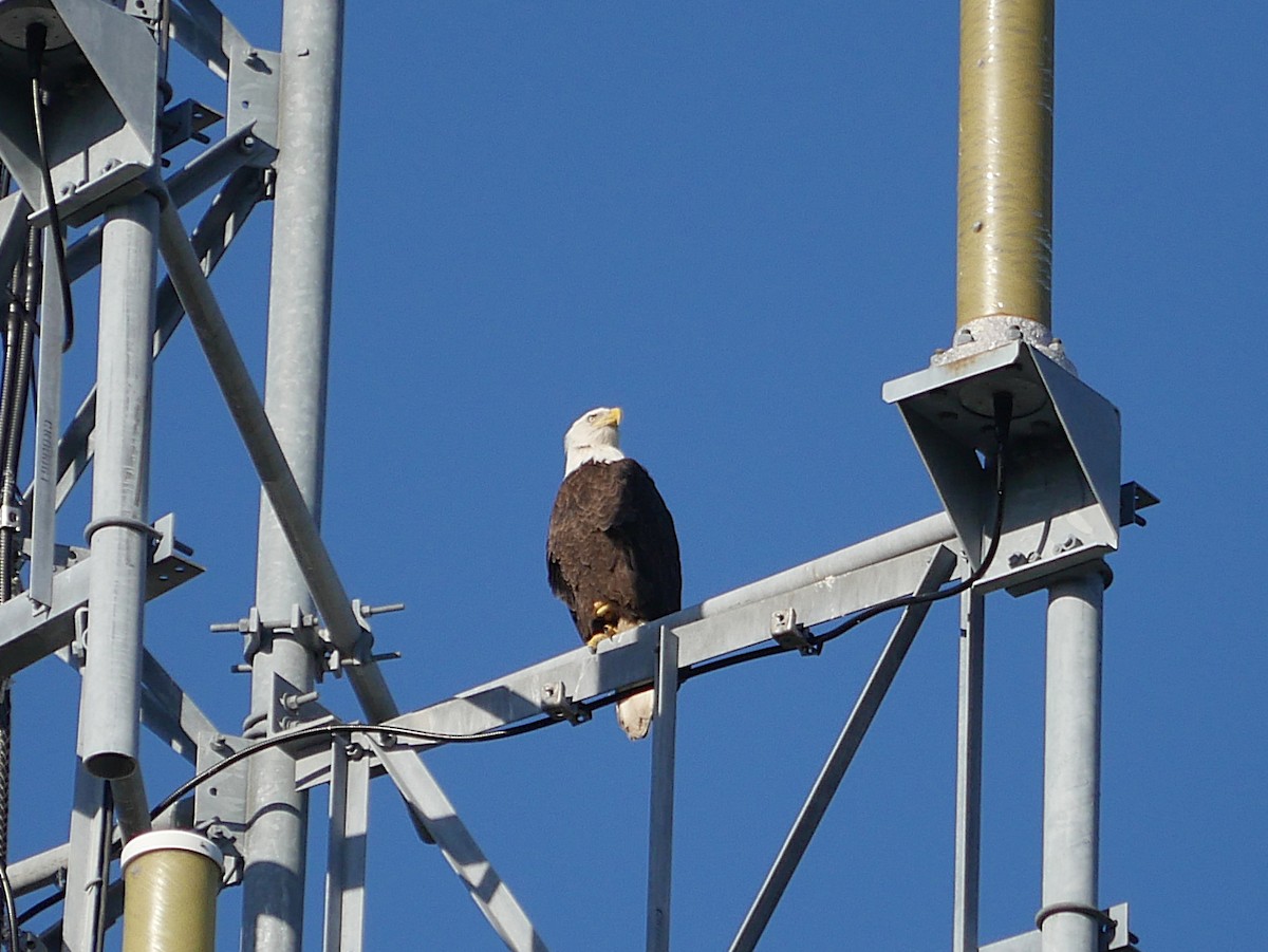 hvithodehavørn - ML645293073