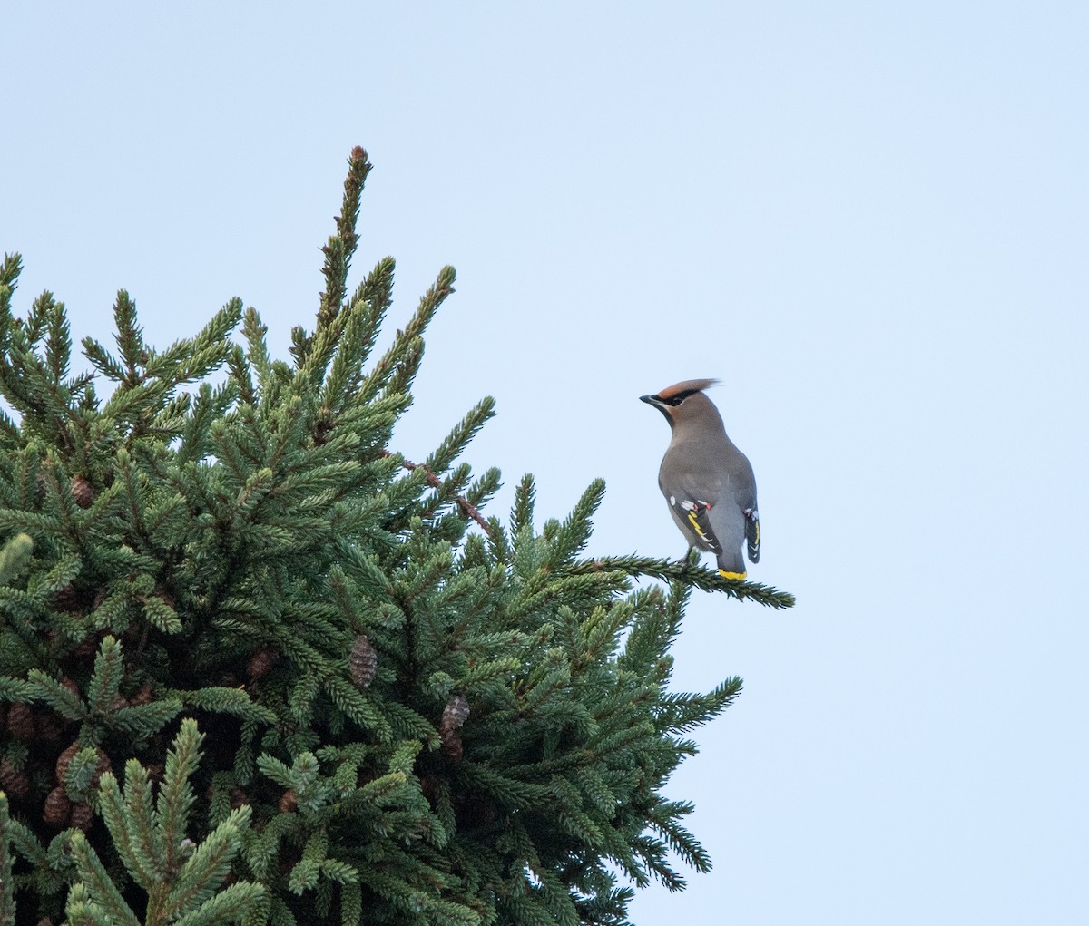 sidensvans - ML645293074