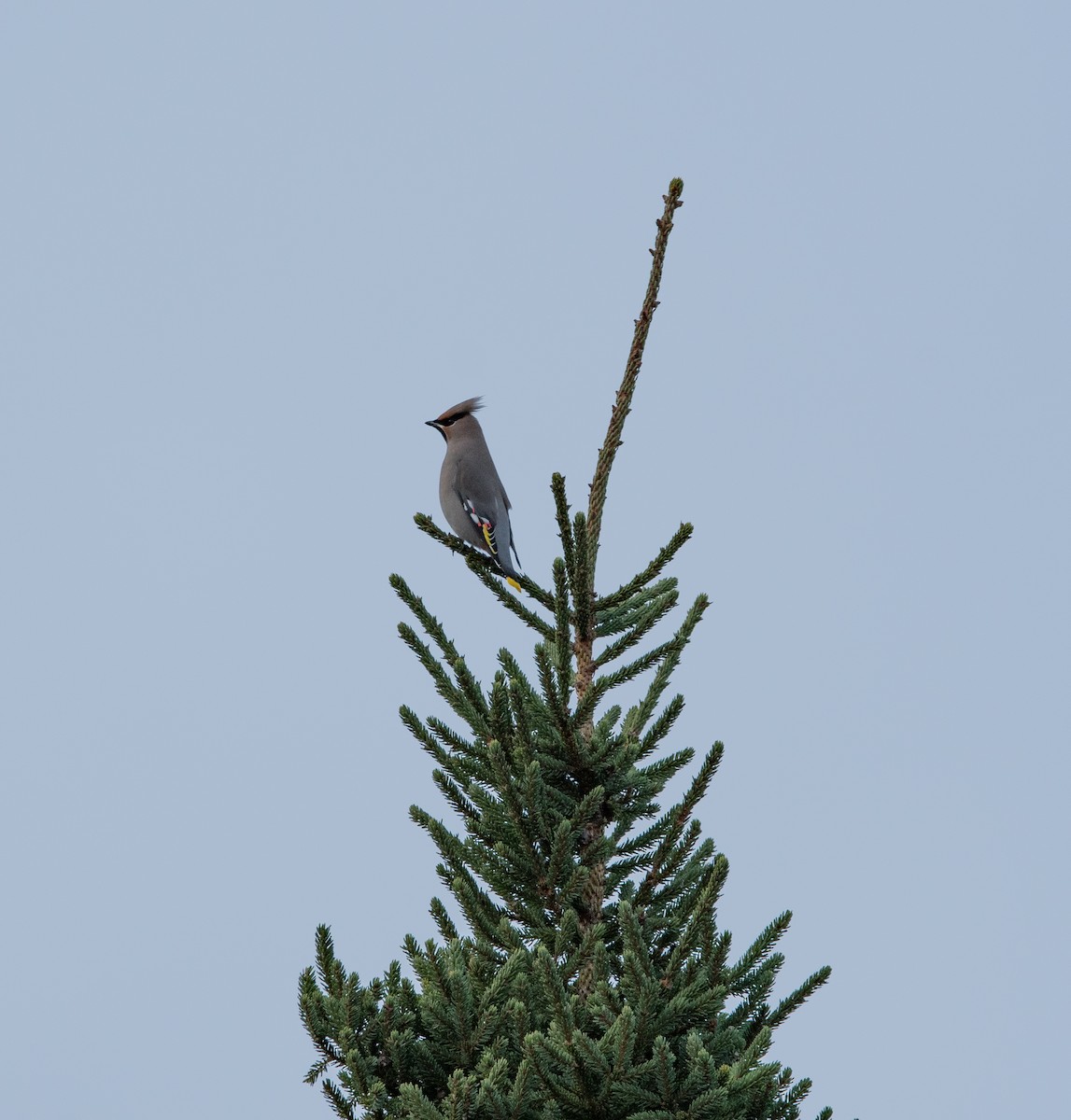 sidensvans - ML645293076