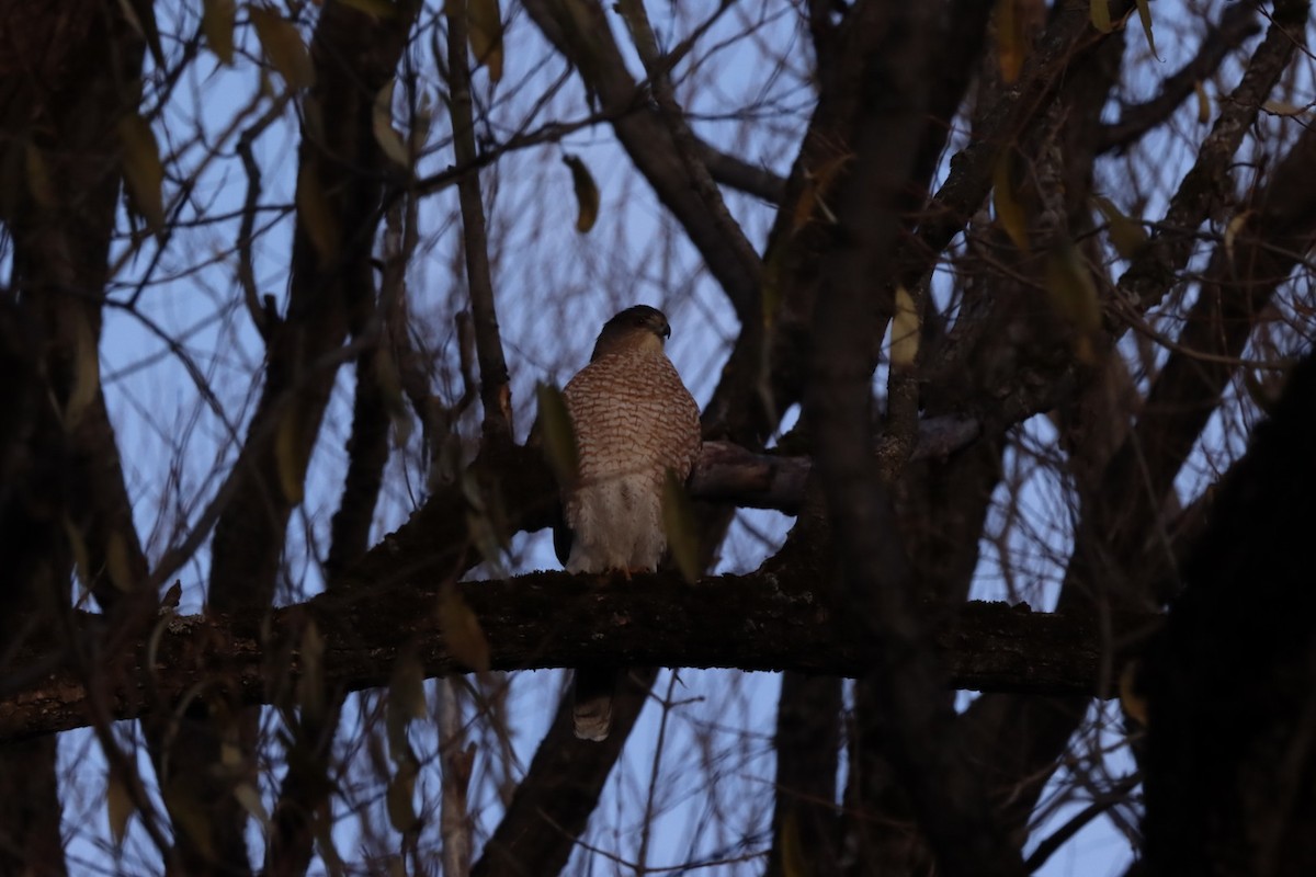 trostehauk - ML645293077