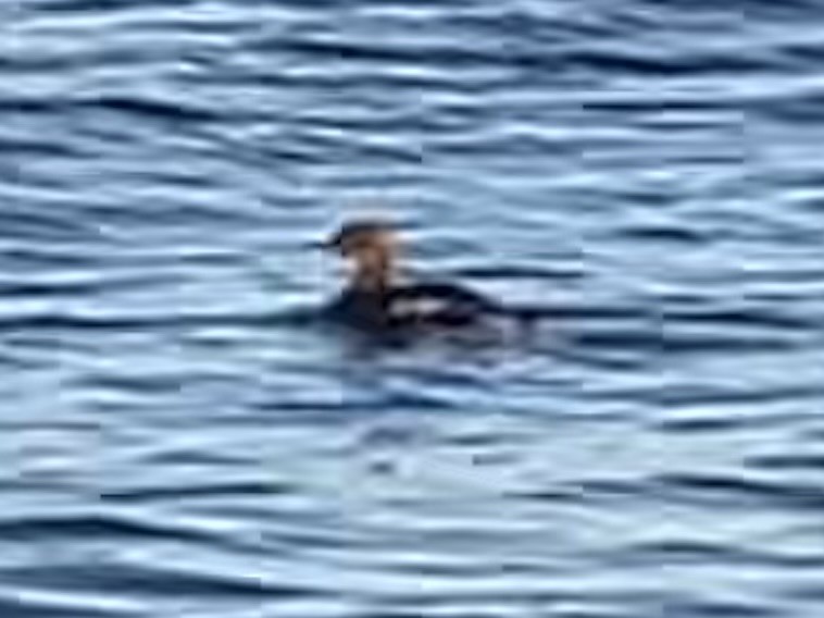 laksand - ML645293078