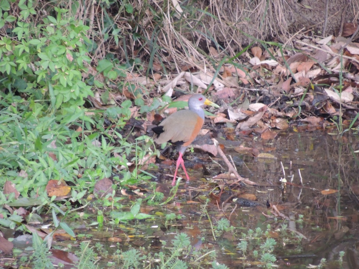 gråhalsrikse - ML645293079