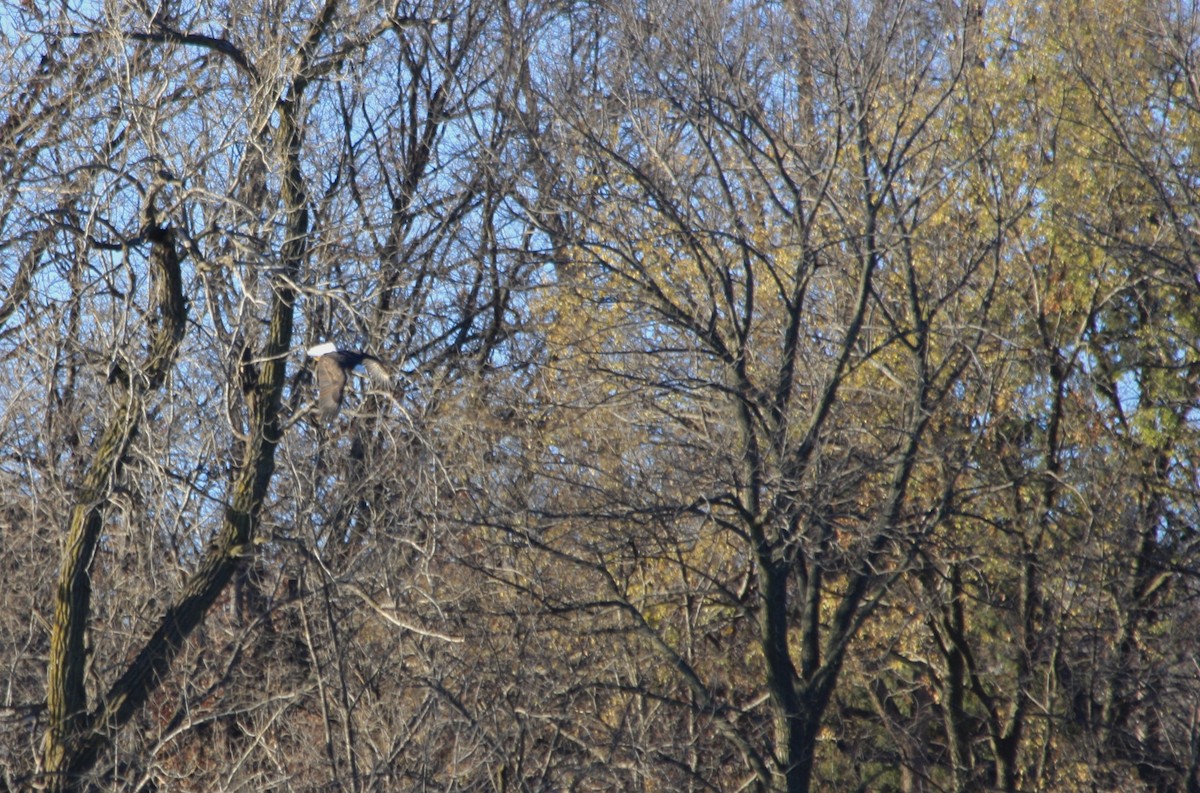 hvithodehavørn - ML645293080