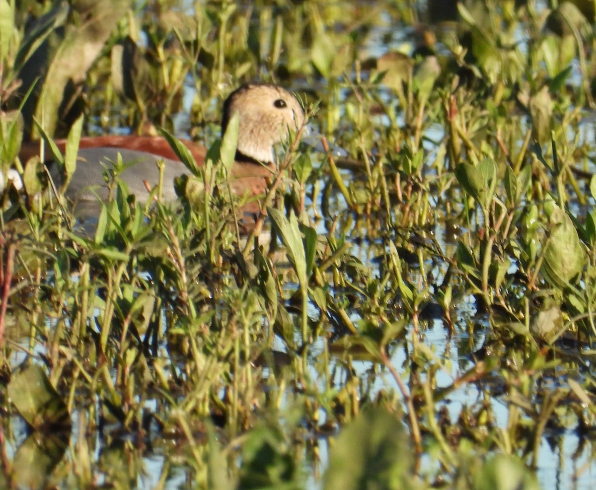 prydand - ML645293082