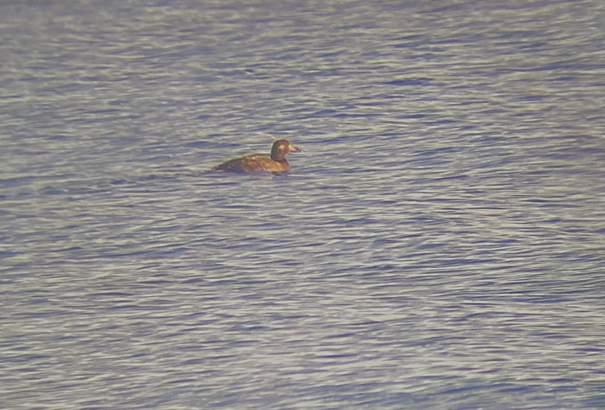 amerikasjøorre - ML645293083