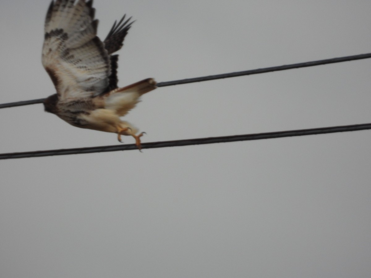 rødstjertvåk - ML645293087