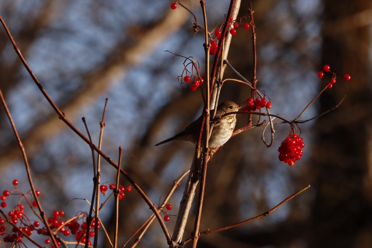 eremittskogtrost - ML645293088