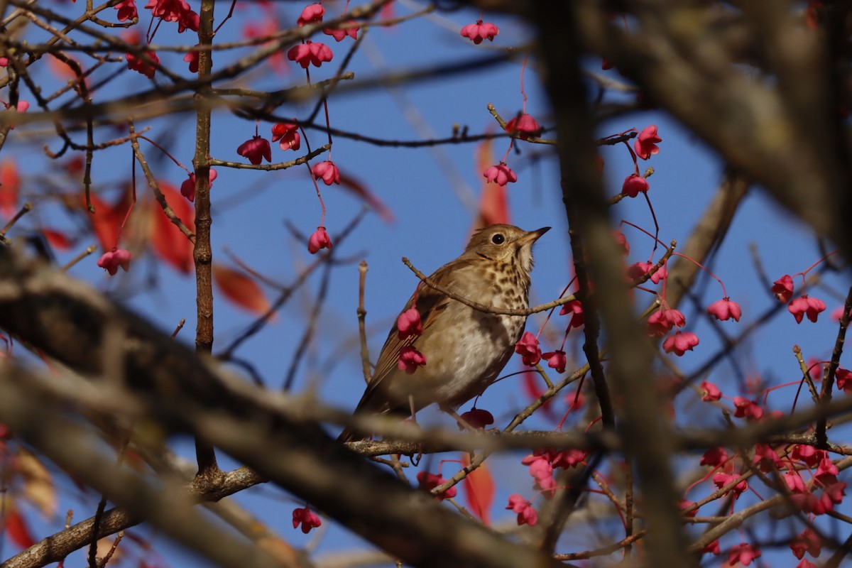 eremittskogtrost - ML645293089