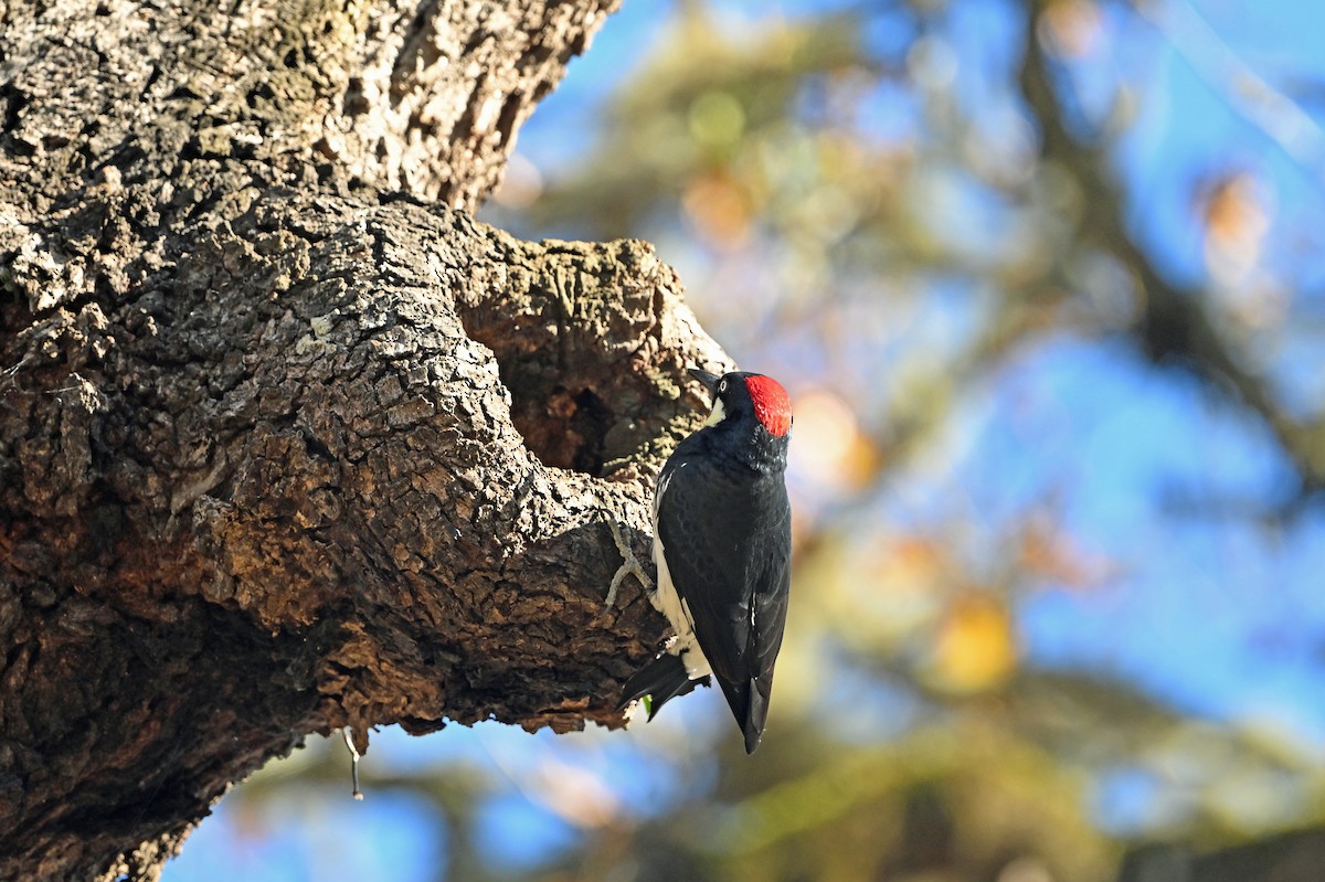 eikespett - ML645293090