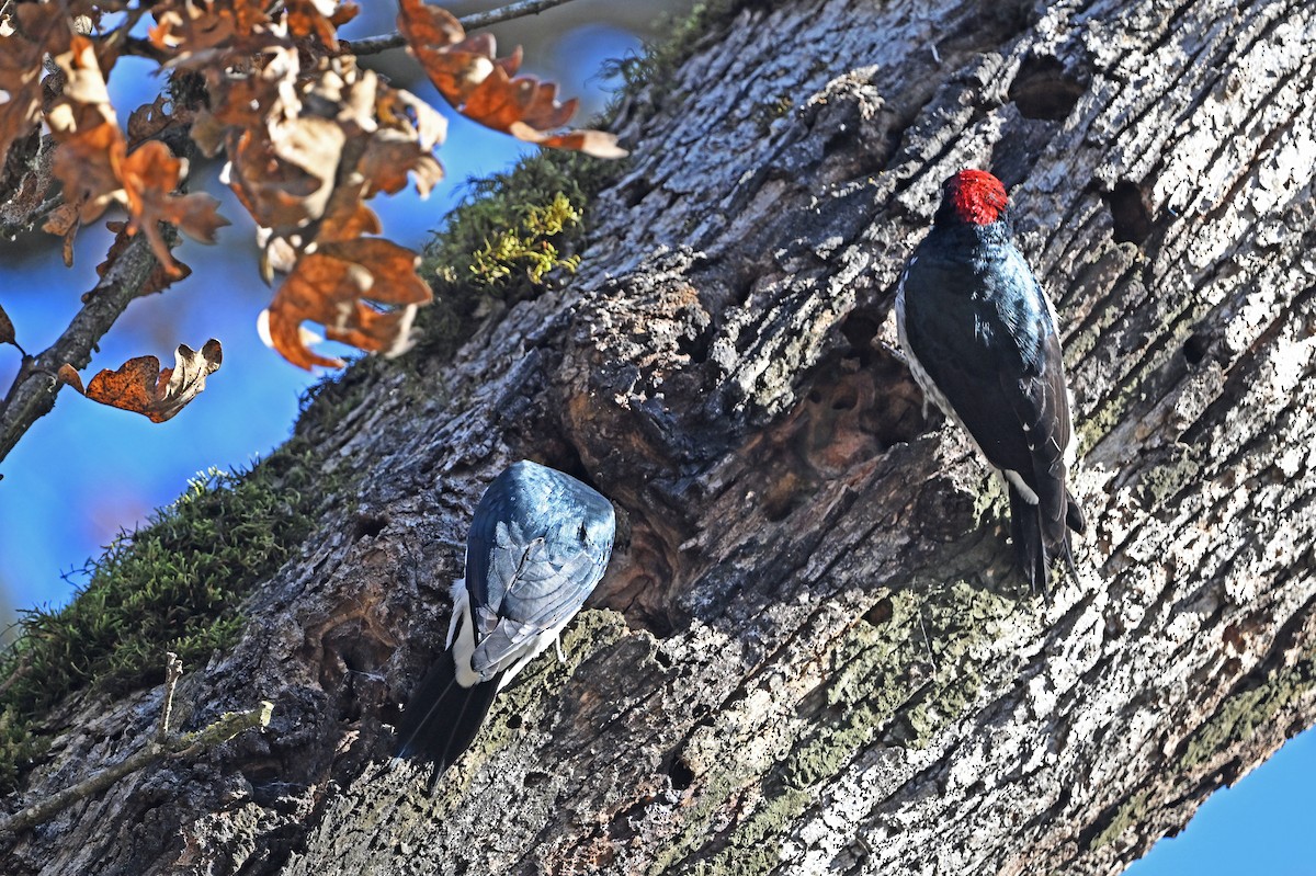 eikespett - ML645293091