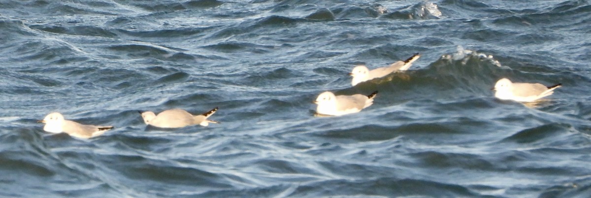 kanadahettemåke - ML645293092