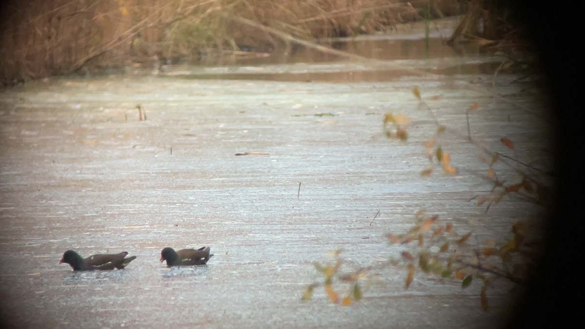 sivhøne - ML645293098