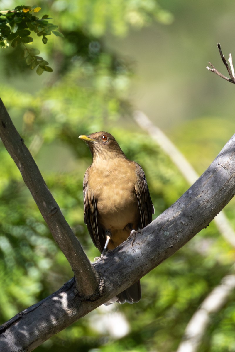 leirtrost - ML645293099