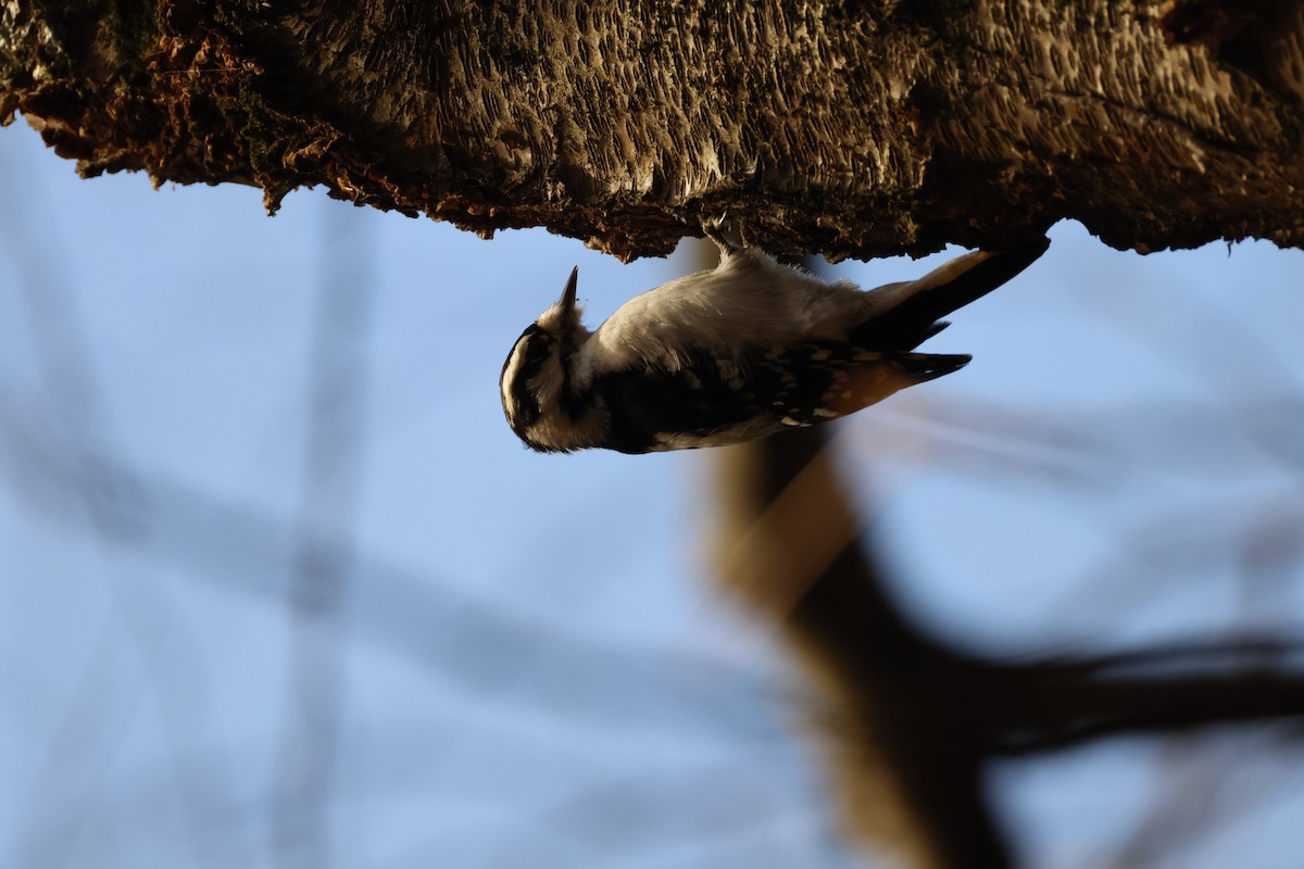 dunspett - ML645293101