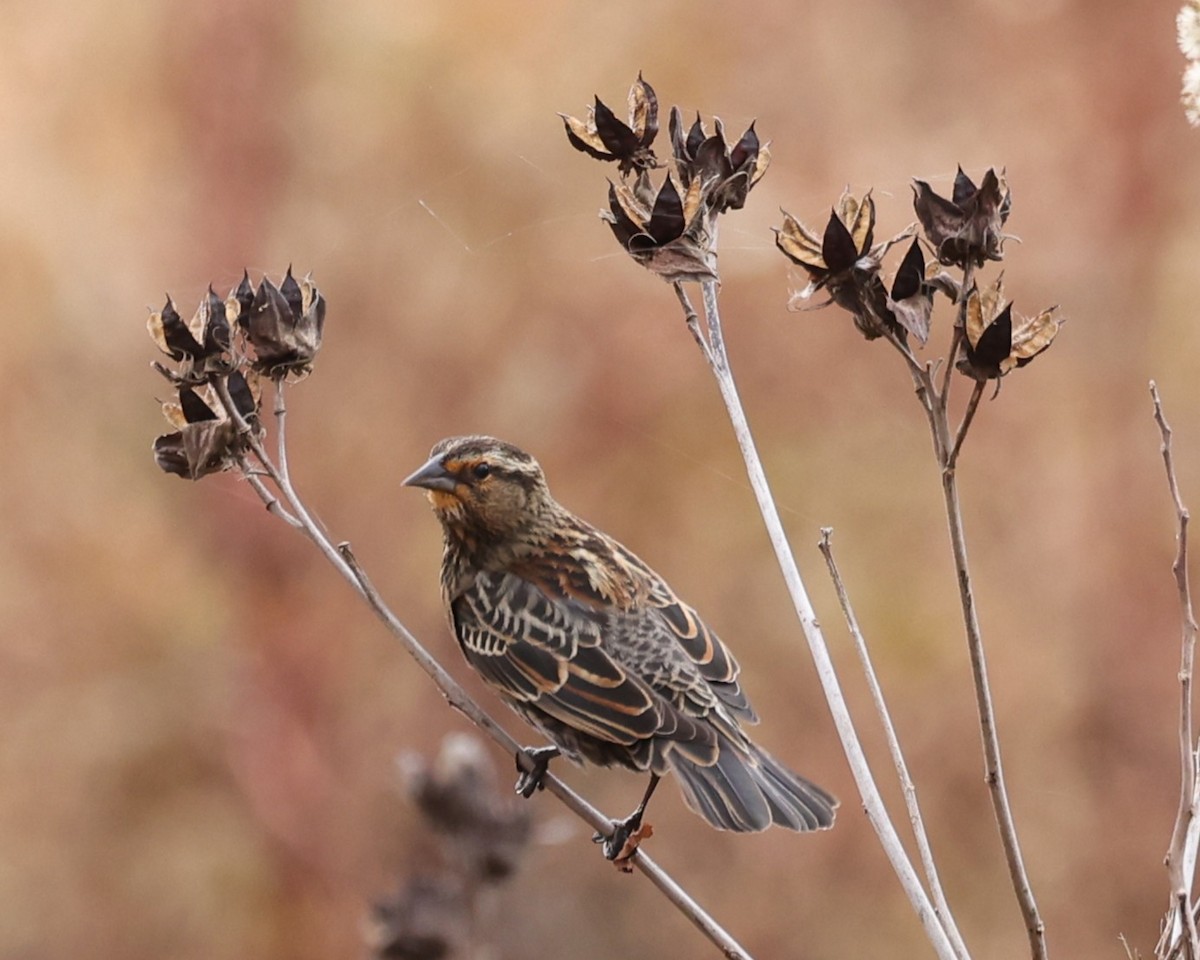 rødvingetrupial - ML645293102