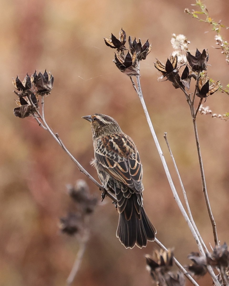 rødvingetrupial - ML645293103