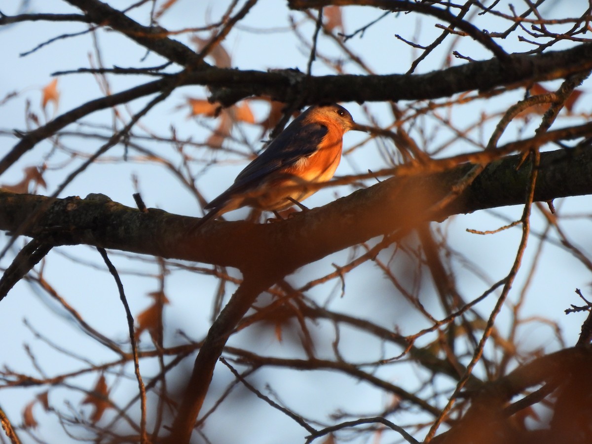 østblåfugl - ML645293104