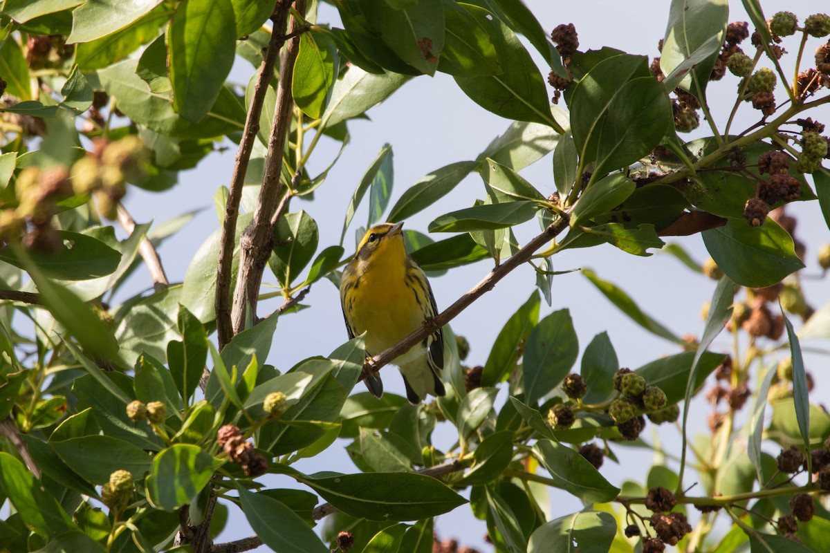 Blackburnian Warbler - ML645293107