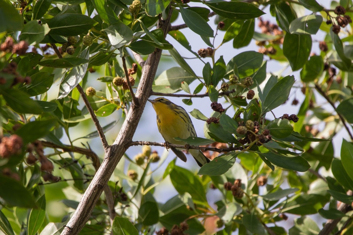 Blackburnian Warbler - ML645293108