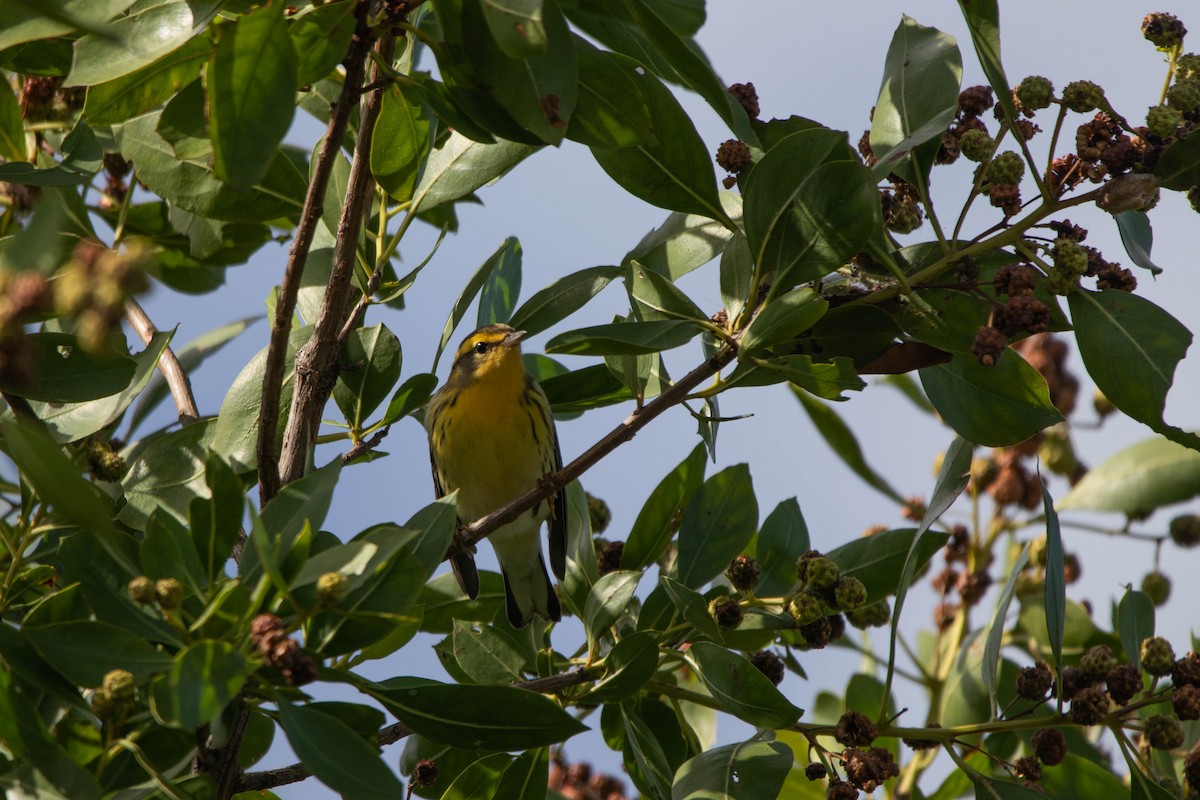 Blackburnian Warbler - ML645293109