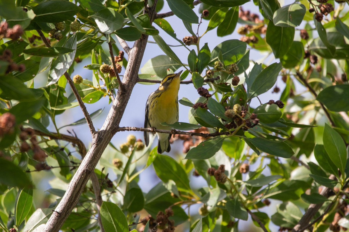 Blackburnian Warbler - ML645293110