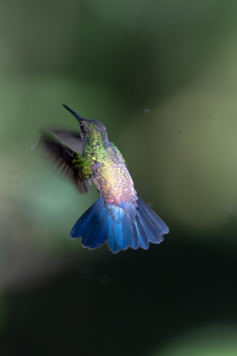 Blue-vented Hummingbird - ML645293111