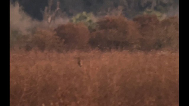 Short-eared Owl - ML645293112