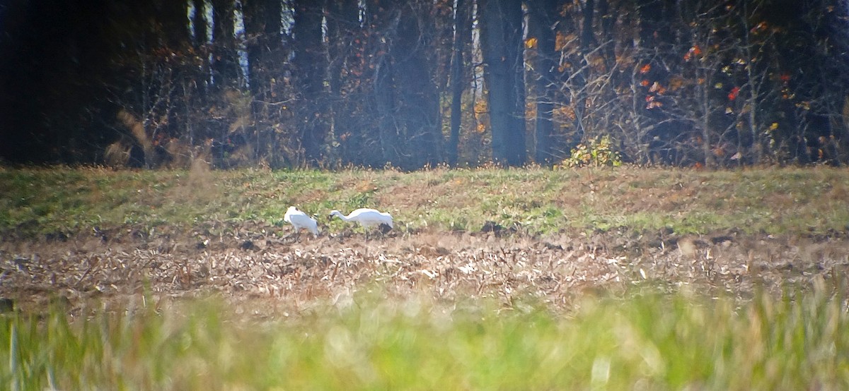 Whooping Crane - ML645293120