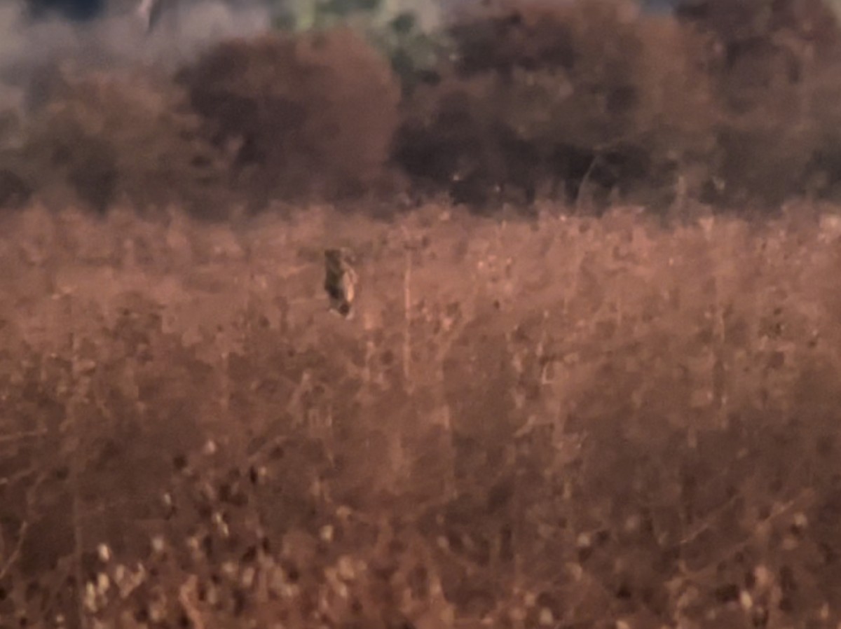 Zingira-hontza - ML645293126