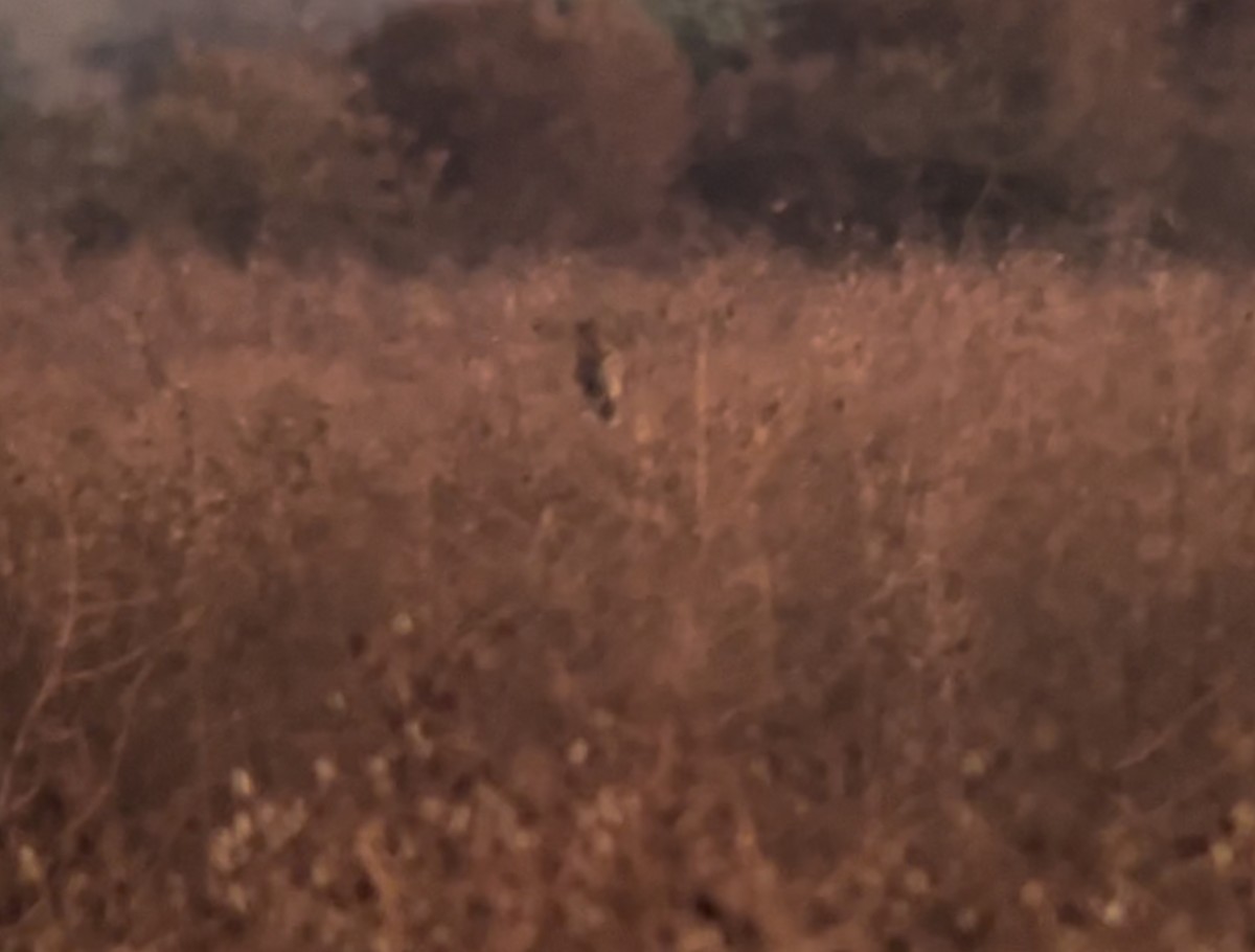 Zingira-hontza - ML645293127