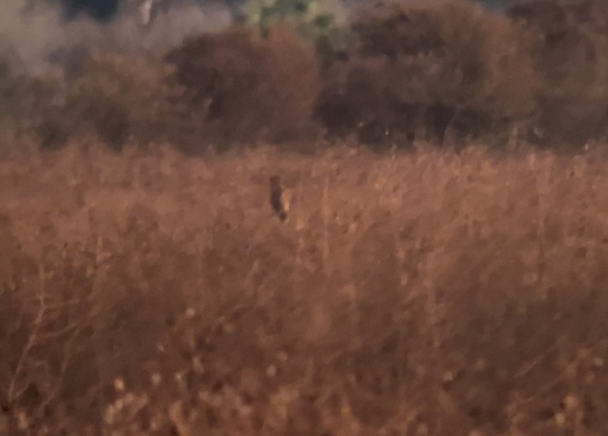 Zingira-hontza - ML645293128