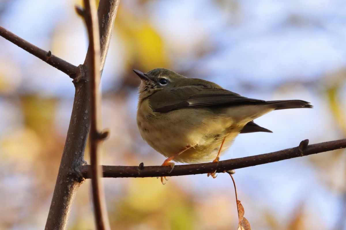 סבכון שחור-גרון - ML645293129