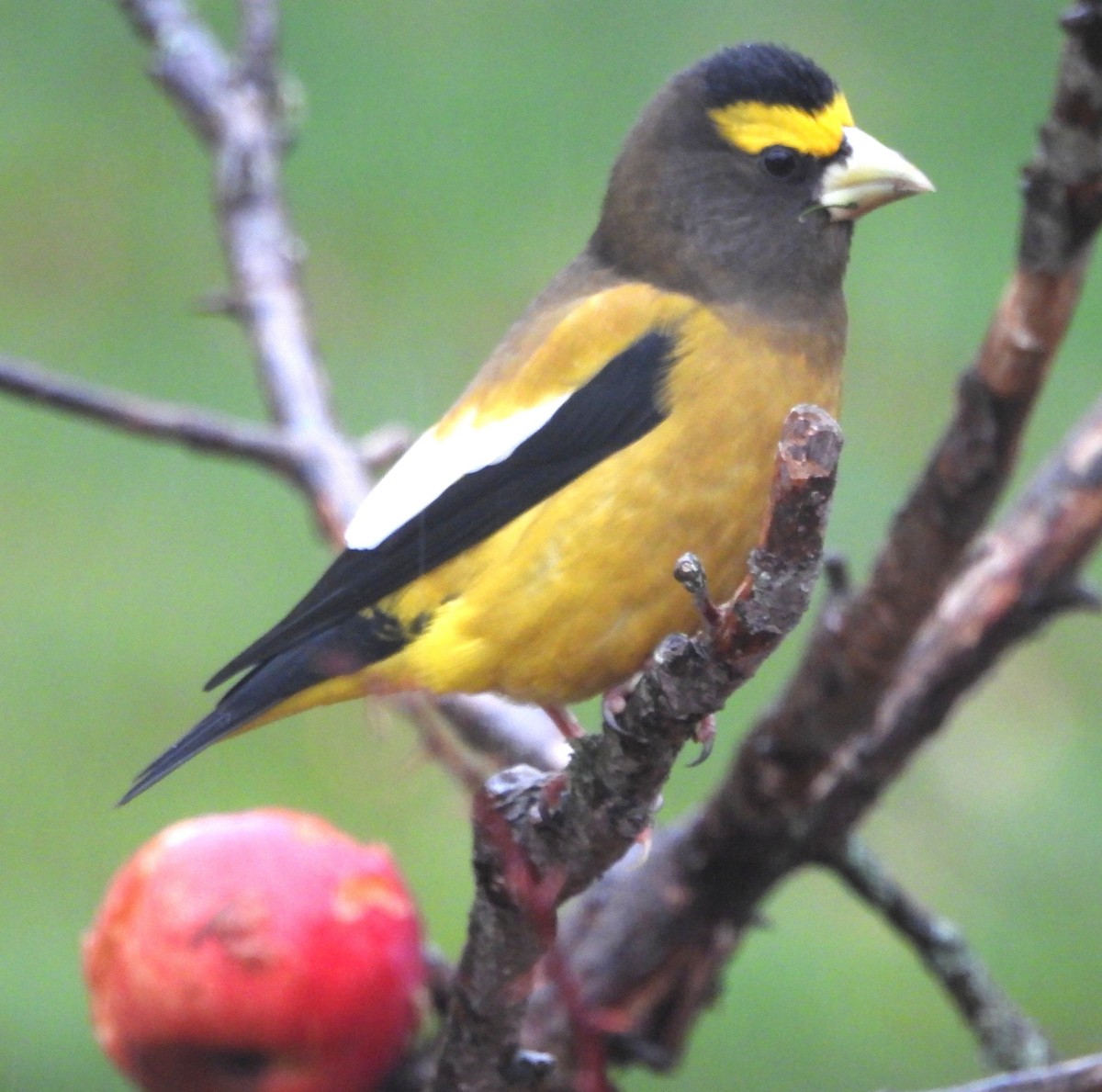 キビタイシメ - ML645293164